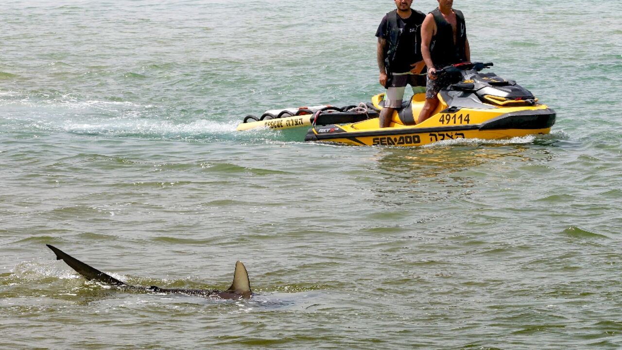 The sharks are drawn to the warm water discharged by a power station off Israel's Mediterranean coast