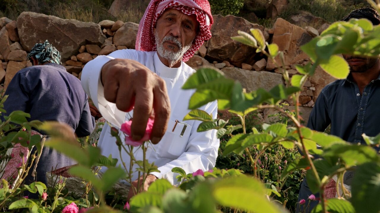 Khalaf Allah al-Talhi: 'I love roses and take care of them more than I care for my own children'