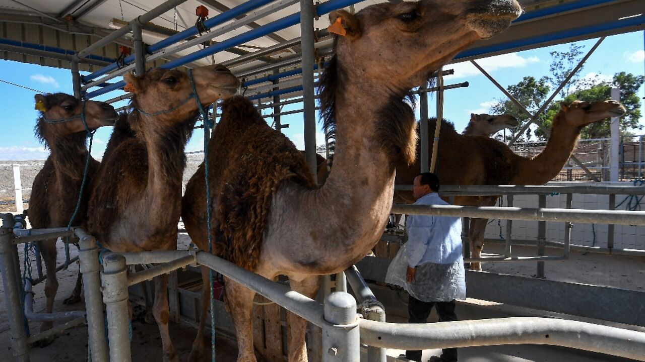 Containing up to five times more iron than cow's milk, camel milk is non-allergenic 