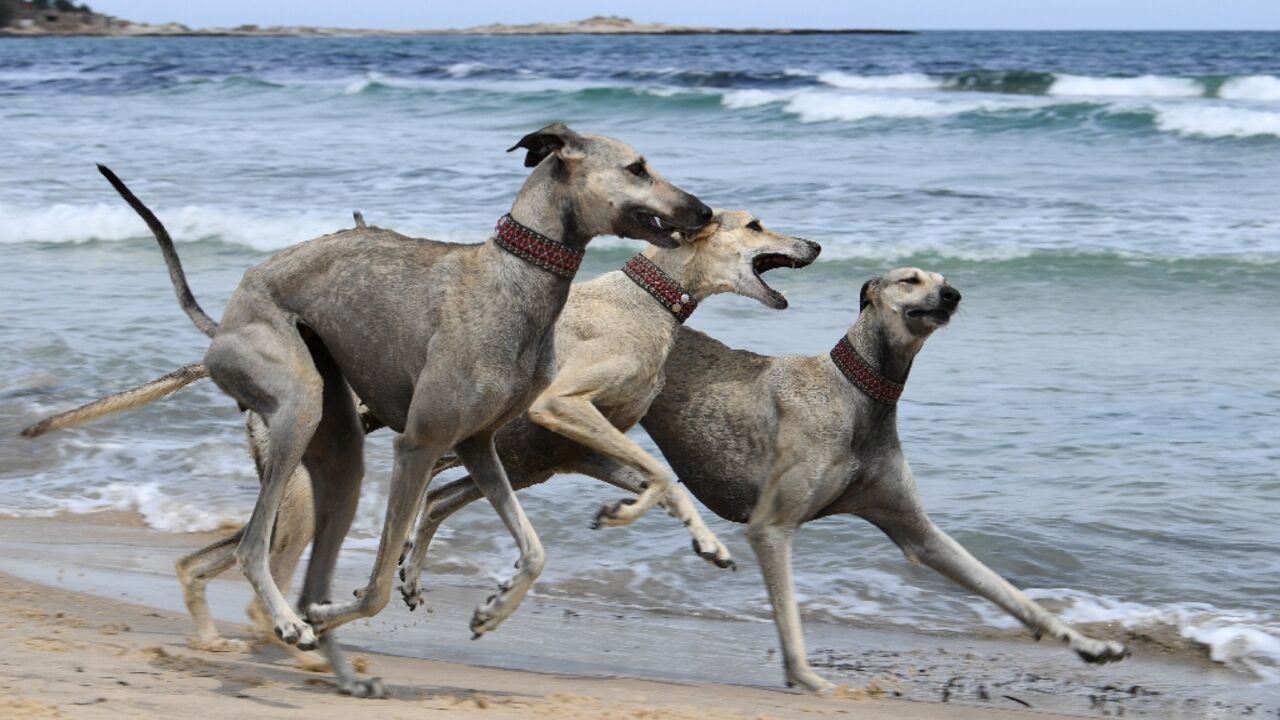 Unregulated crossbreeding and habitat shifts put the age-old North African Sloughi at risk