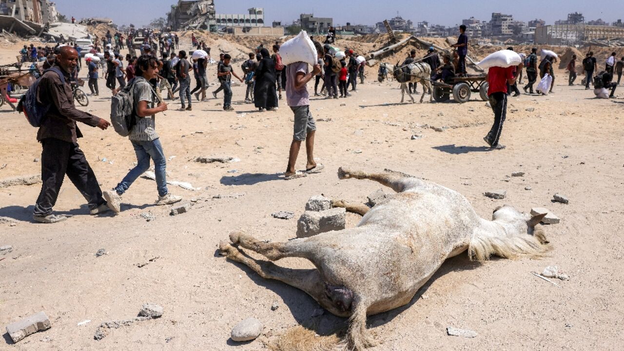 Palestinians spend hours every day hunting for food at occasional aid distribution points to feed their displaced families 