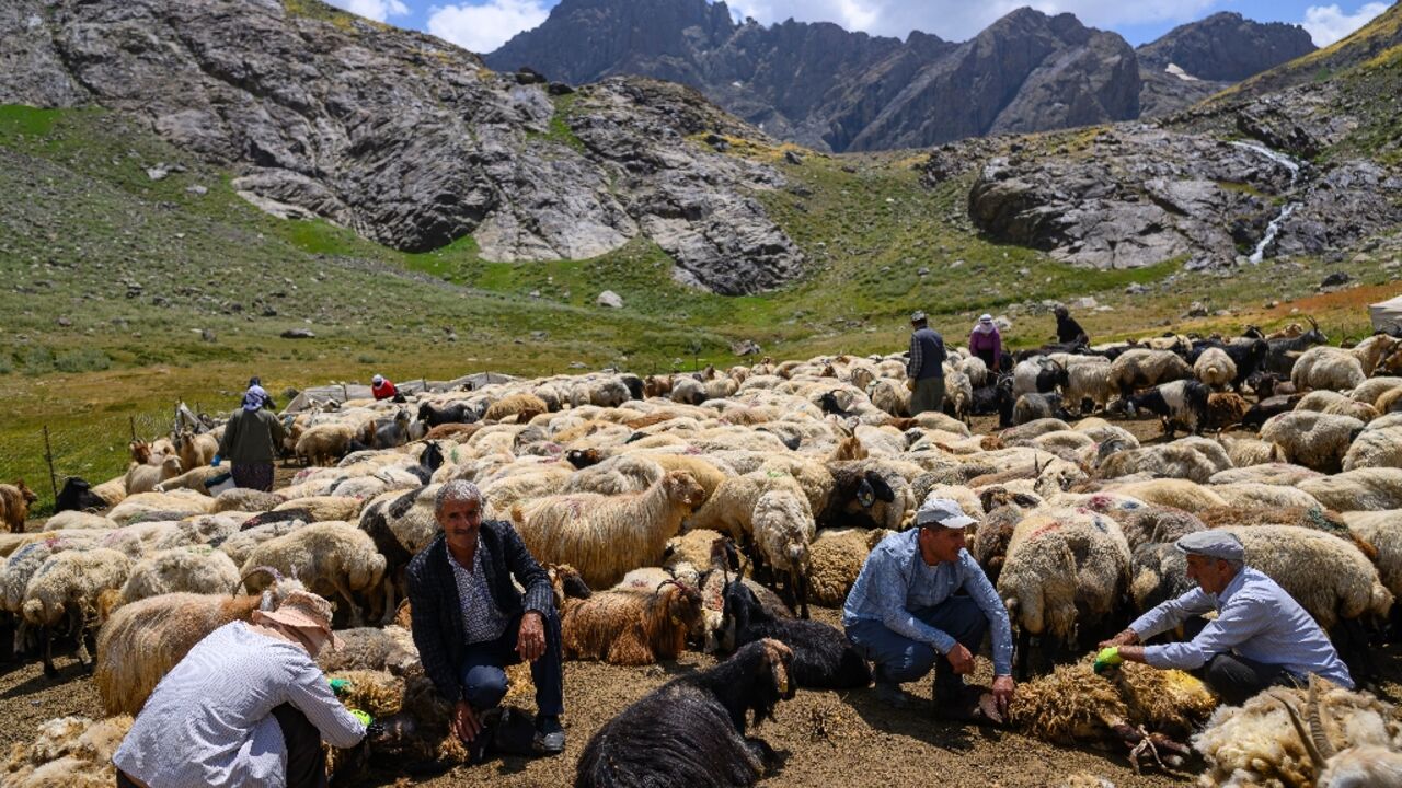 Shepherds have gradually returned as Kurdish militants move to end decades of conflict with the Turkish state
