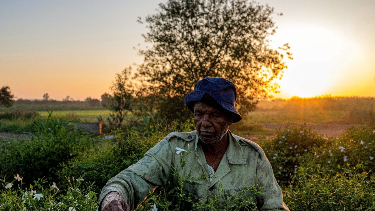 Climate change is driving down the yield of jasmine farmers, who struggle to make a living in Egypt's precarious economy