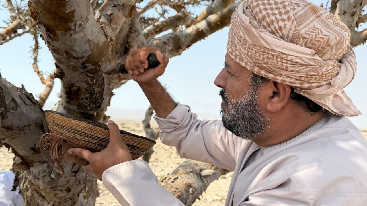 Oman's frankincense has been highly sought after for centuries