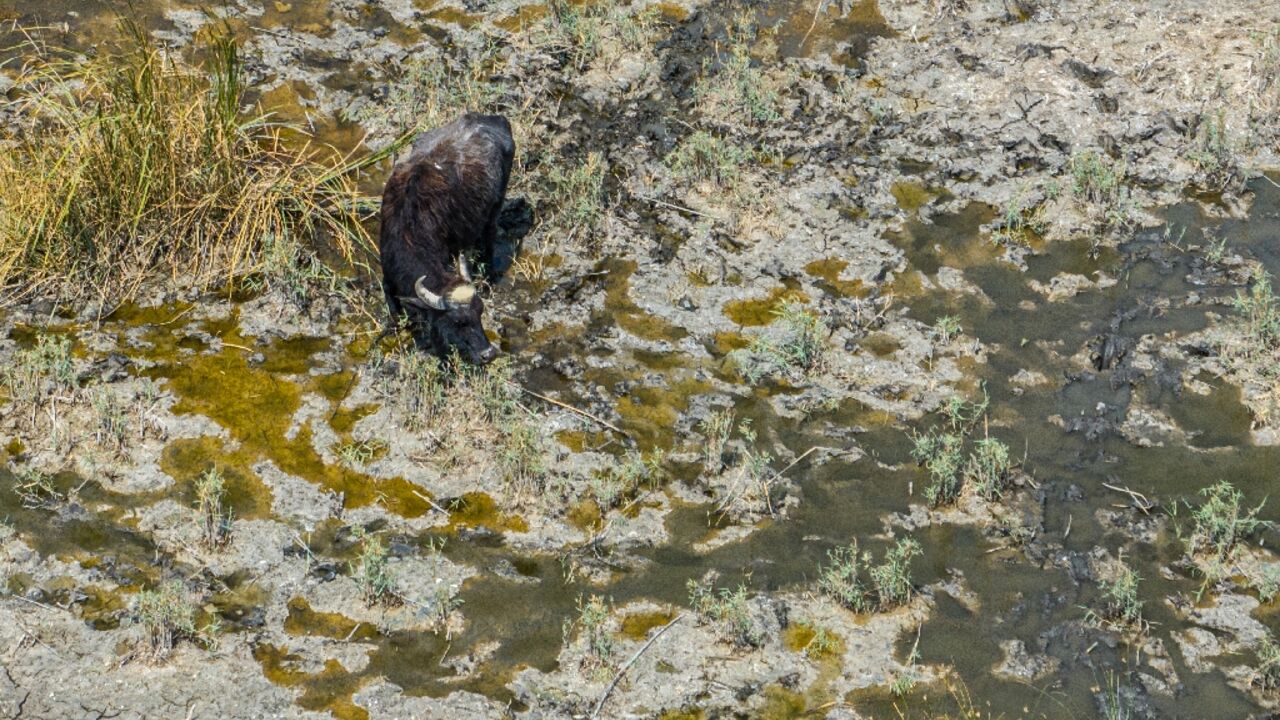 Years of drought have reduced southern Iraq's mythical marshes to a barren land
