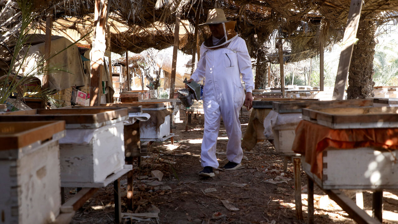 Mahmoud Shaker, a beekeeper and professor at the Faculty of Agriculture at the University of Basra, works at his apiary, as worsening water shortages and rising salinity in the Shatt al-Arab threaten bees and cut honey production, in Basra, Iraq, September 13, 2025. REUTERS/Mohammed Aty