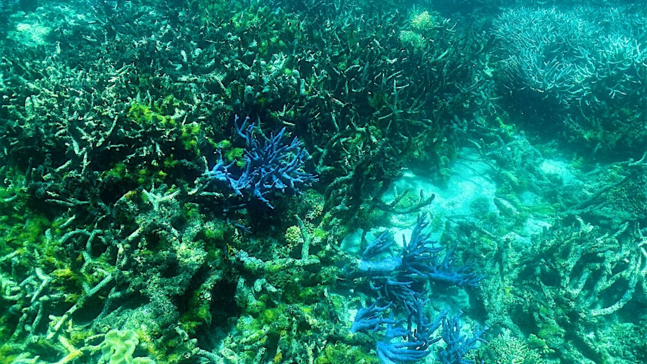 Corals and amphibians are among the species hit hardest, with more than 40 percent of each group under threat in the IUCN's last update