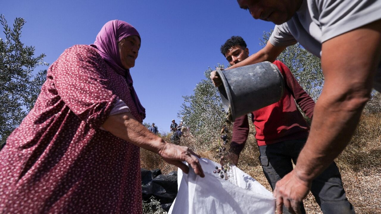 Palestinians harvest olives in the occupied West Bank village of Turmus Ayya