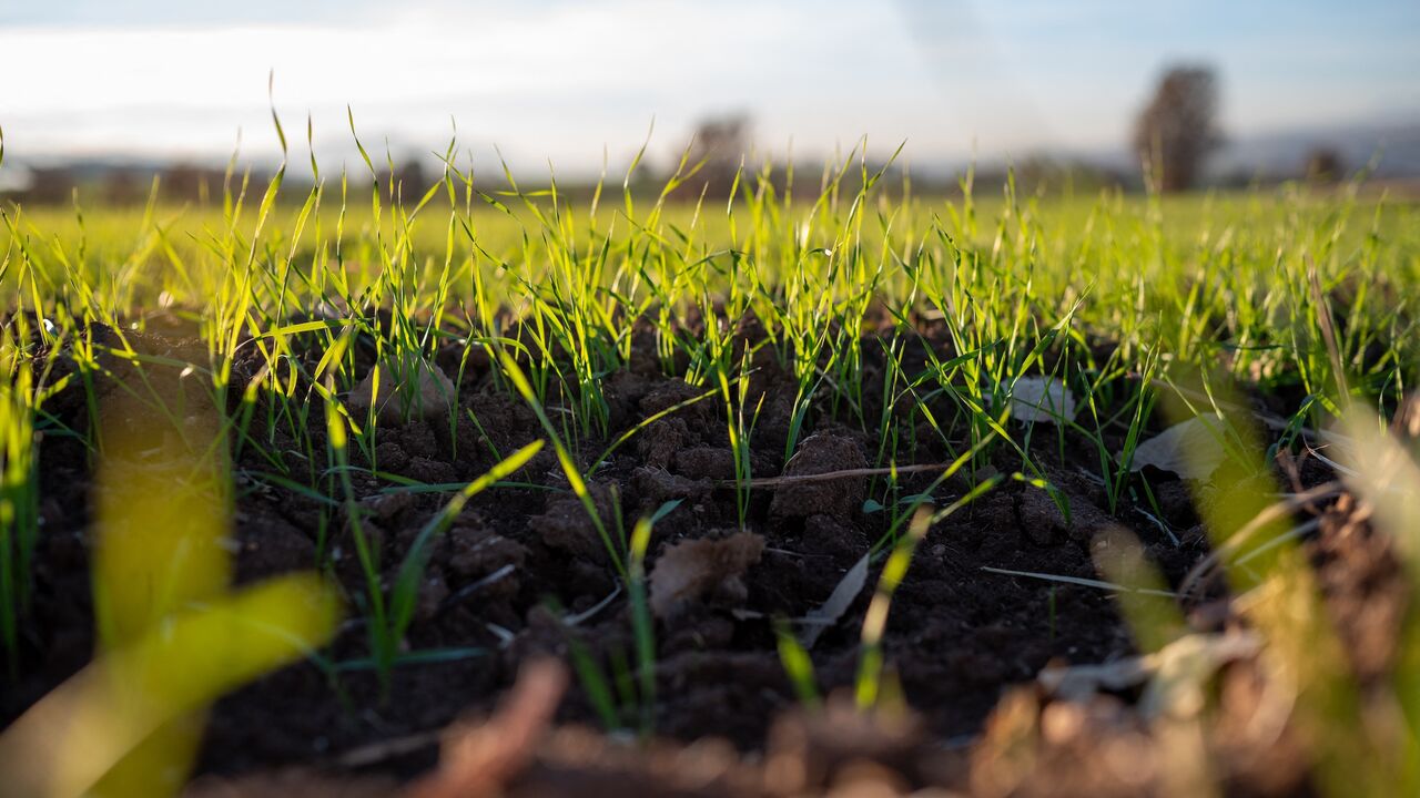 Young wheat shoots emerge from moist soil in farmland near Zakho, Iraqi Kurdistan region, Dec. 19, 2025.