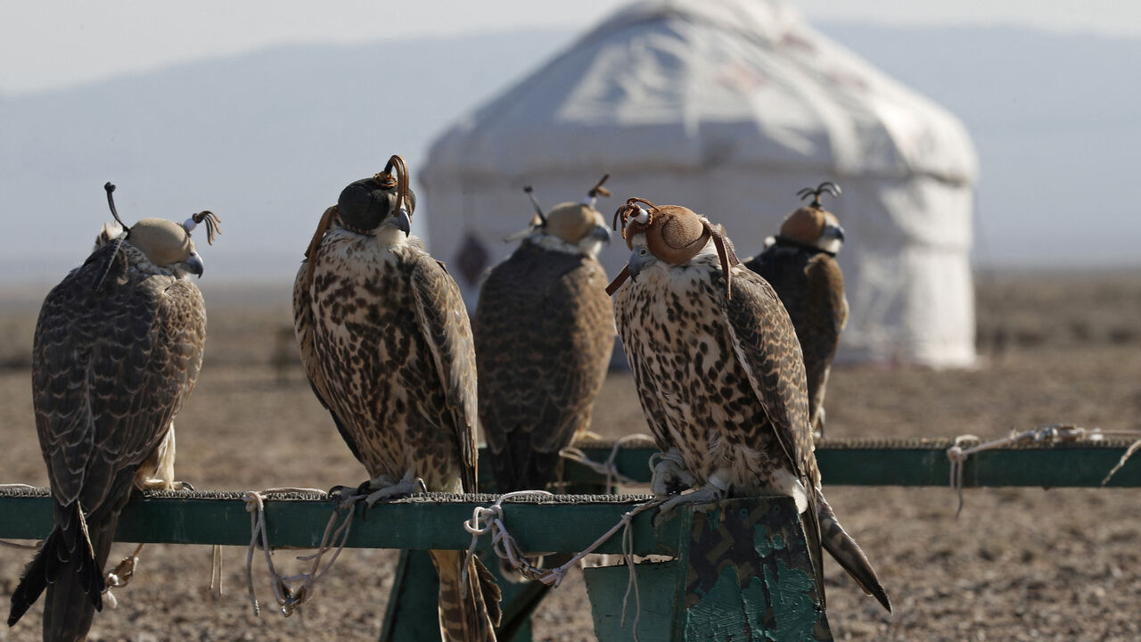 Saker falcons sit with their eyes covered before being released into the wild as part of a population restoration programme led by Saudi Arabia's state-run Saudi Falcons Club in cooperation with Kazakh partners, at Altyn-Emel National Park in the Almaty Region, Kazakhstan March 28, 2026. REUTERS/Pavel Mikheyev