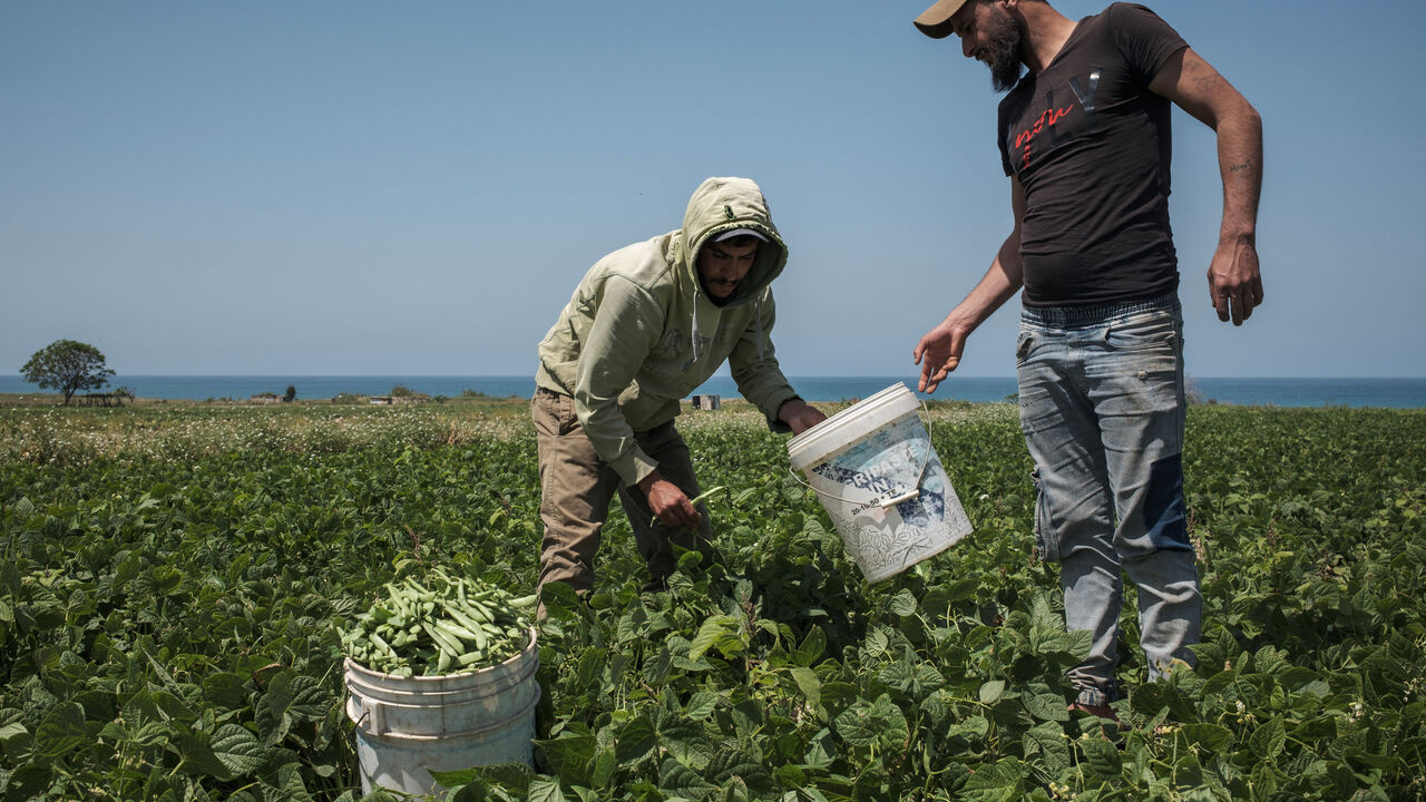 Farmers harvest green beans on a field, amid a temporary ceasefire between Lebanon and Israel, in the village Ras El Ain, near Tyre, southern Lebanon, April 27, 2026. REUTERS/Marko Djurica/File Photo