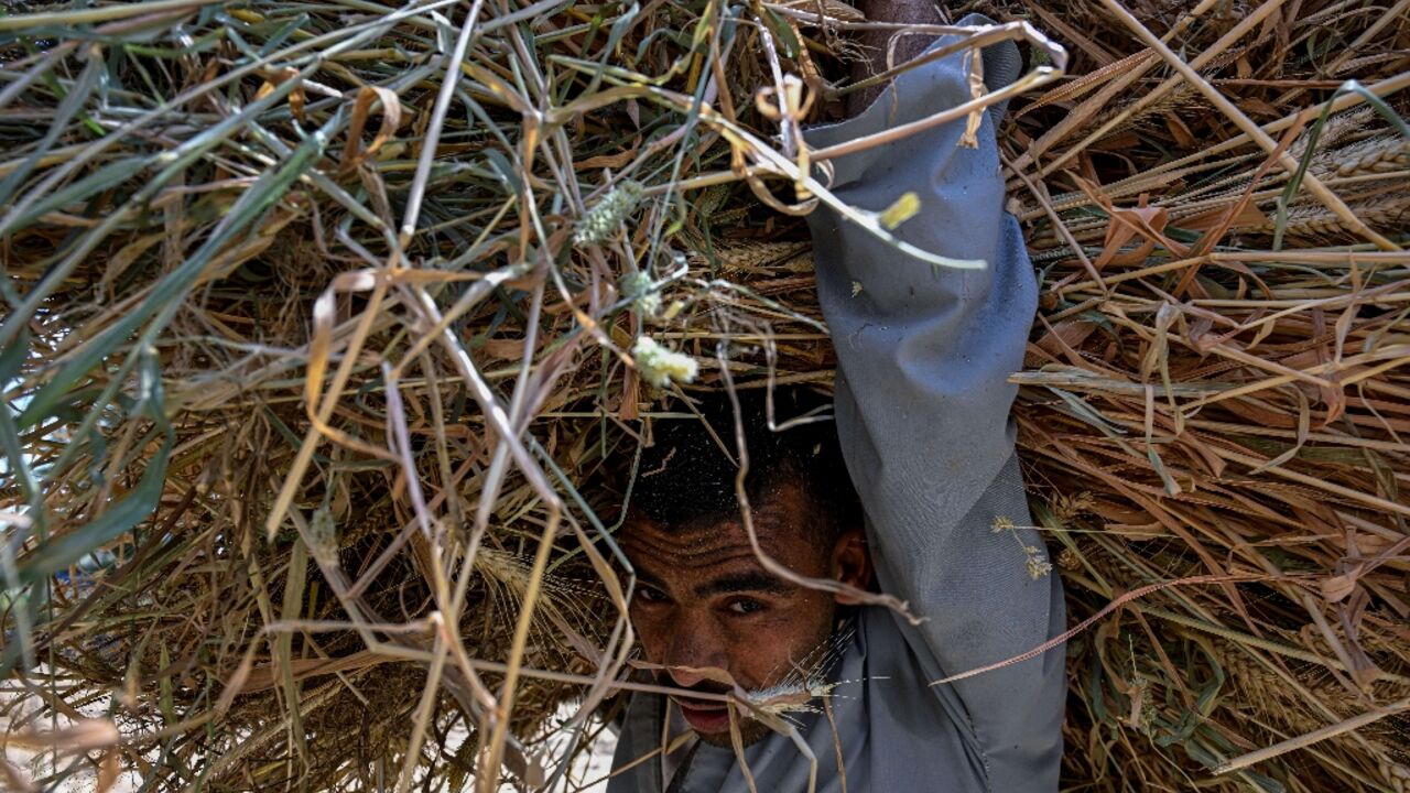 A farmer carries a load of wheat straw after threshing in a field in the village of Maraziq, about 30 kilometres south of Giza