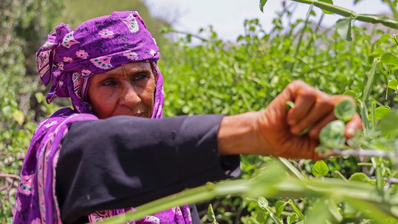 Saeedah Mohammed collects tree leaves to feed her grandchildren in Al-Manij displacement camp, near the city of Taez in Yemen's southwest