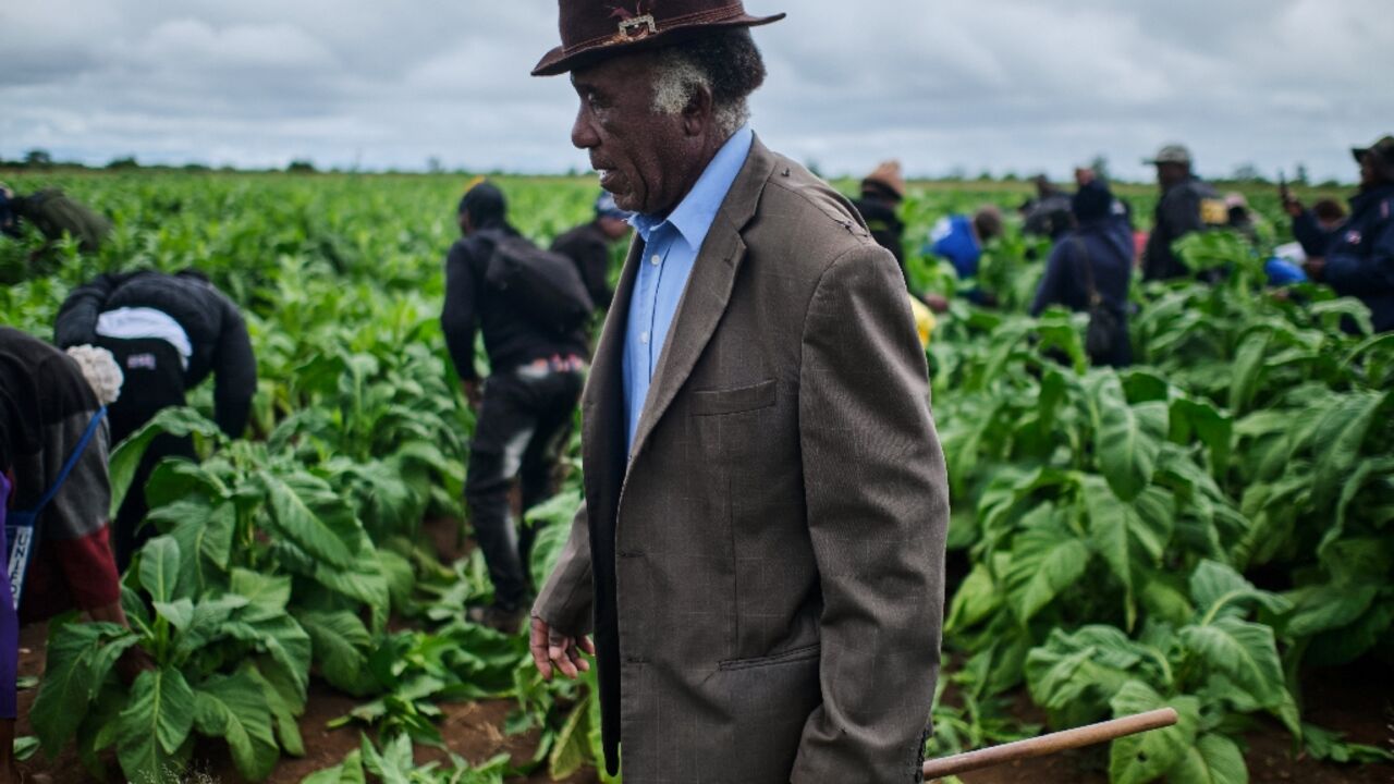 Zimbabwe is Africa's leading producer of tobacco
