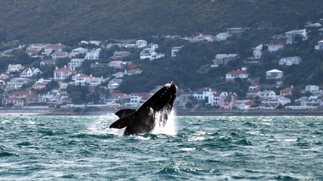 A Southern right whale shown off Muizenberg Beach in False Bay, Cape Town on October 11, 2013