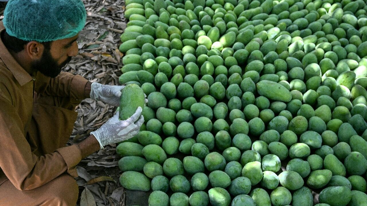 A worker checking the quality of mangoes at an orchard in Hyderabad City, in Pakistan's Sindh province