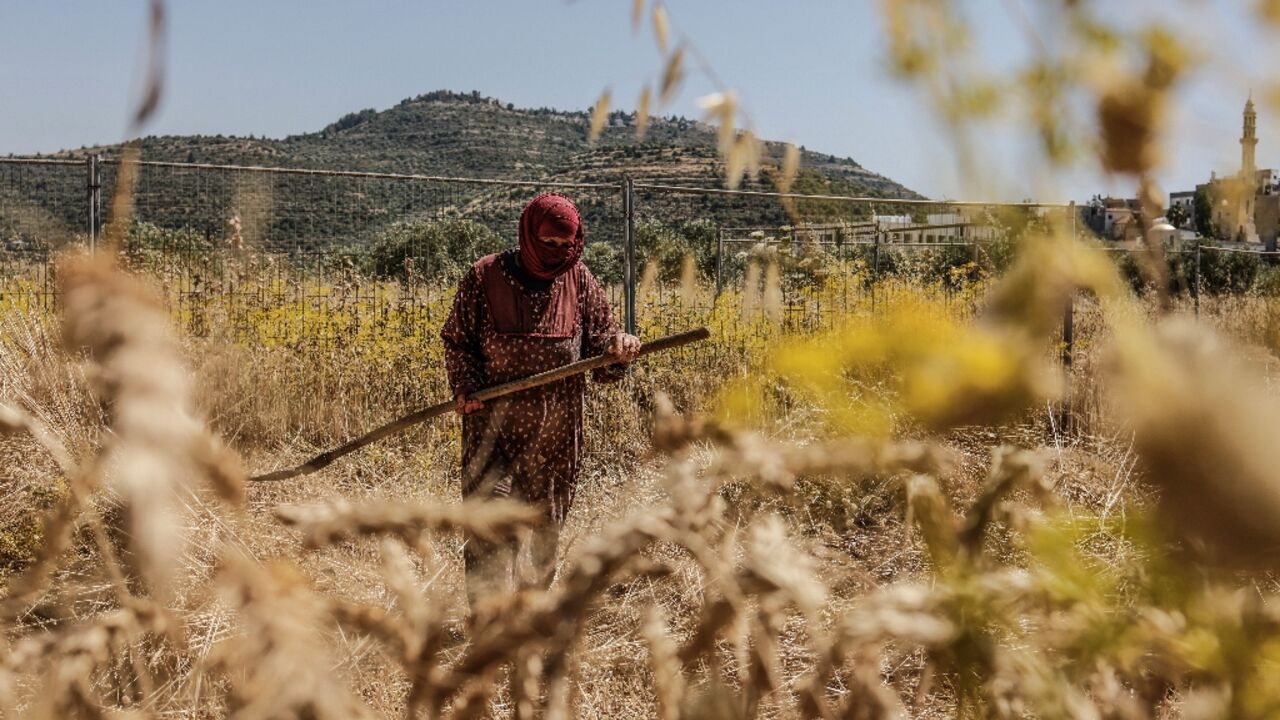 Palestinians are rushing to gather in their crops against a backdrop of violence from Israeli settlers