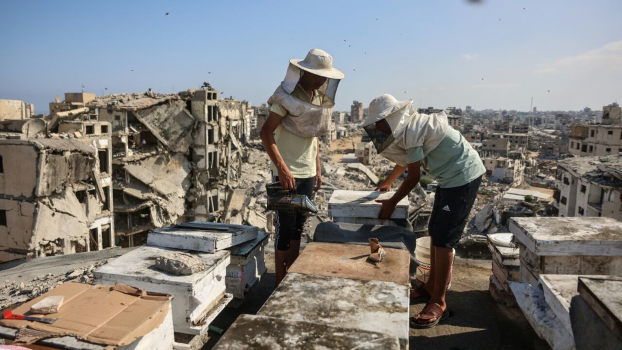 The war in Gaza obliterated the territory's beekeeping sector