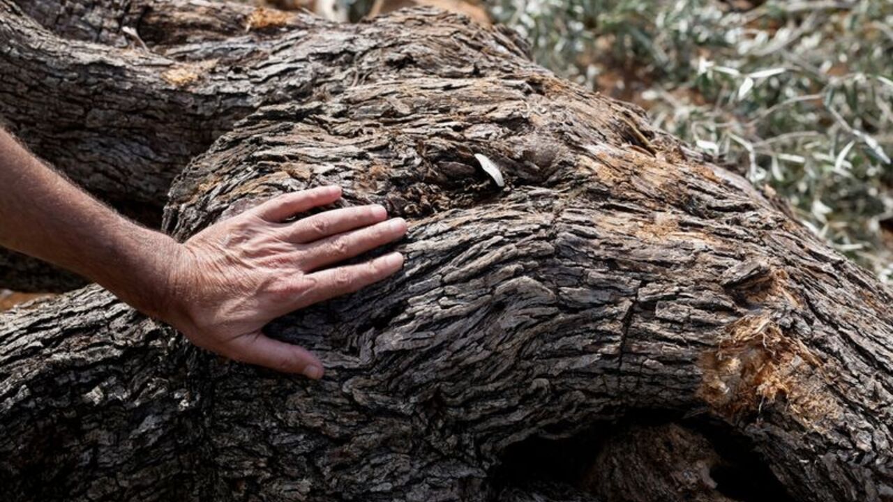 Israeli military machinery uproots olive trees near Deir Nizam near Ramallah