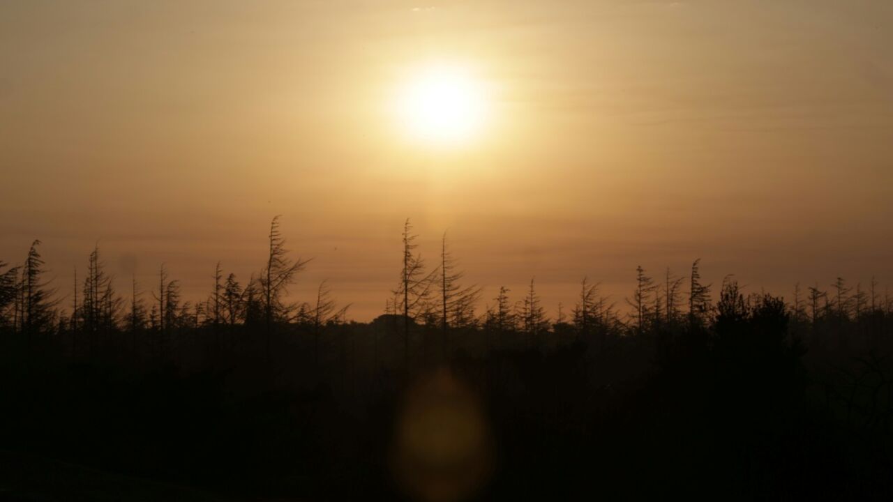 The sun rises over a forest burned by a fire in southern France