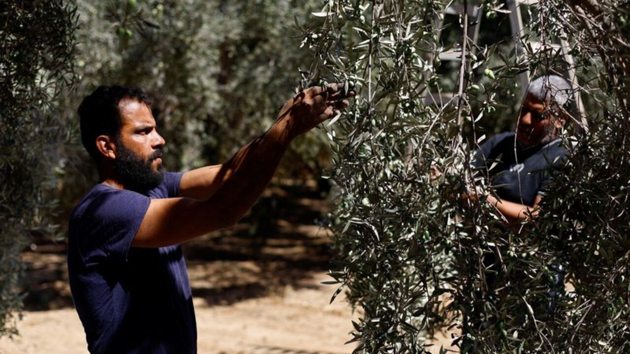 Palestinians collect olives from a tree at a farm in Deir Al-Balah