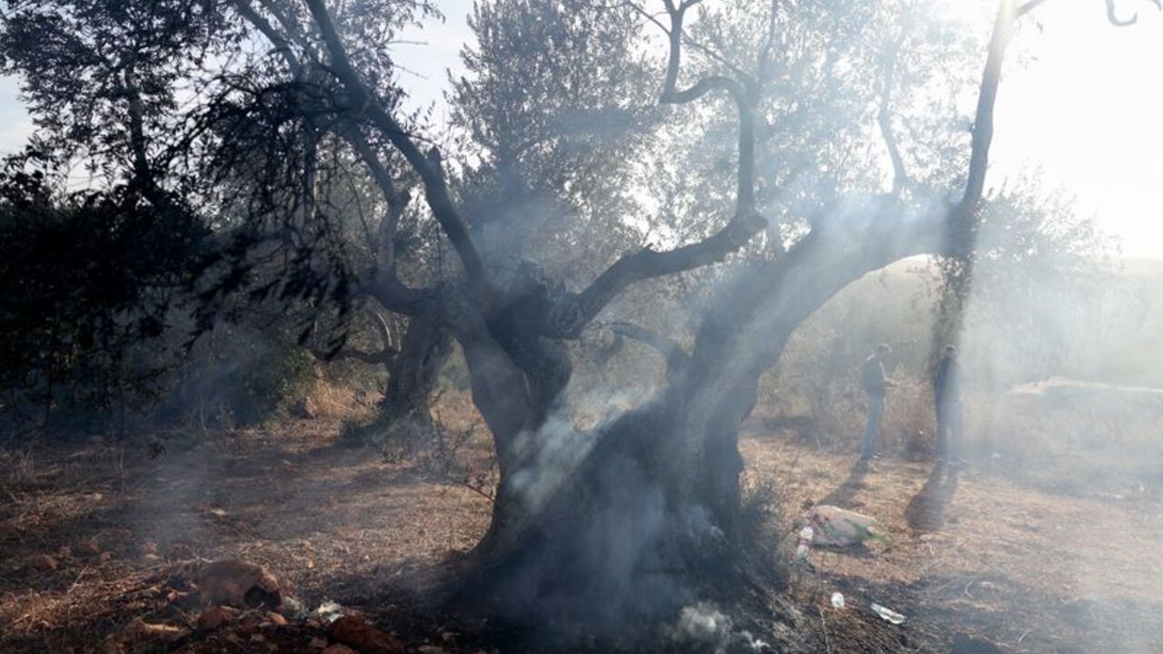 Israeli settlers attack Palestinians harvesting olives near Turmus Ayya