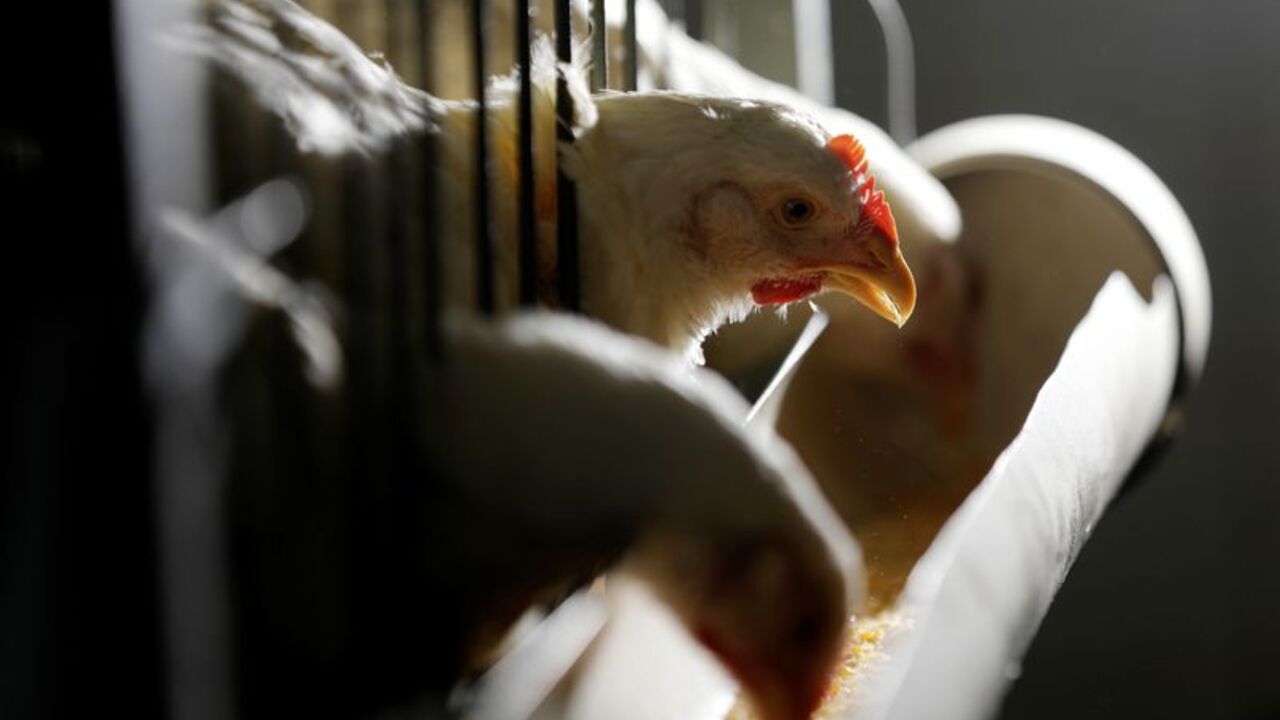 Chickens for sale are seen in cages in a shop in Sao Paulo