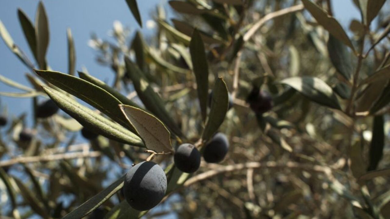 In Lebanese village near Israeli troops, farmers brave danger to harvest their olives