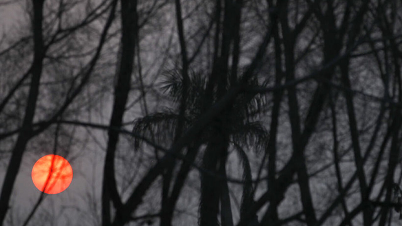 The setting sun is seen behind a grove of trees at Cairo Stadium, January 2, 2014. REUTERS/Amr Abdallah Dalsh  (EGYPT - Tags: SOCIETY ENVIRONMENT) - RTX1703F