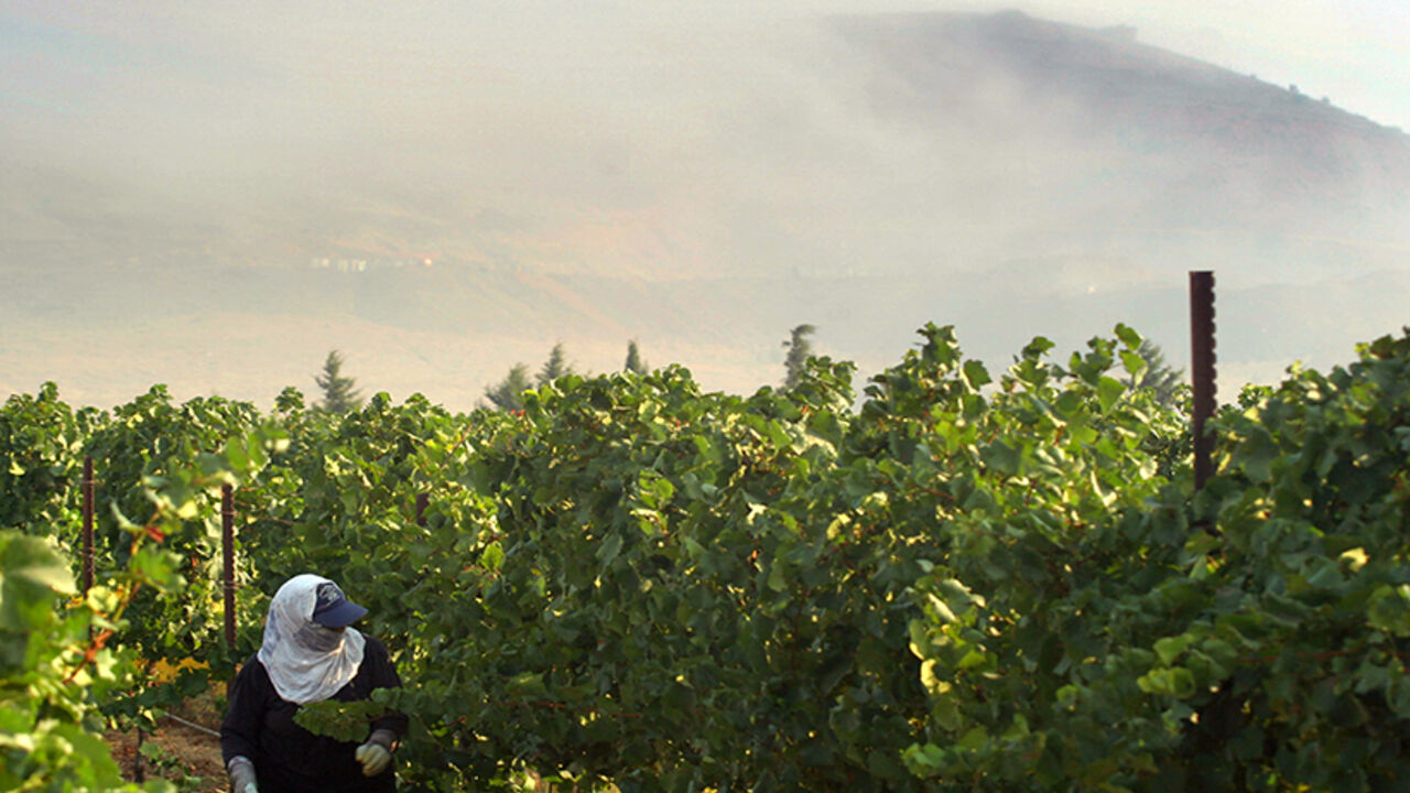 A worker walks through the vineyard of the Golan Heights Winery in the northern Israeli village of Merom Golan August 20, 2006. The harvest began on August 16 -- two days after the guns fell silent following a conflict in which Israeli troops pushed into south Lebanon and Hizbollah rockets rained on northern Israel. Israel's best grapes, all the experts agree, come from the north where the shelling and rocket fire were heaviest.  To match feature LIFE-ISRAEL-WINE REUTERS/Yonathan Weitzman (ISRAEL) - RTR1GJ9