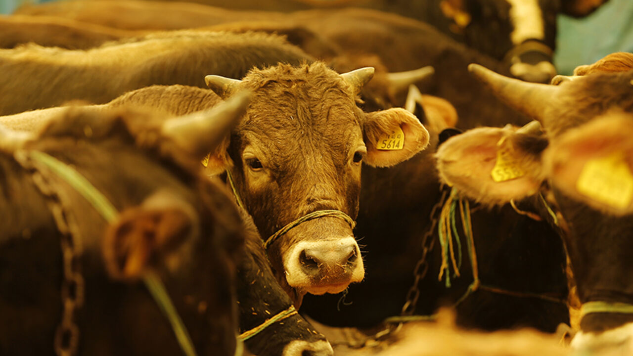 Cattle, to be slaughtered during next week's Eid al-Adha holiday, are seen at a market in Ankara October 11, 2013. Muslims around the world are preparing to celebrate Eid al-Adha (feast of sacrifice), marking the end of the Haj, by slaughtering sheep, goats, cows and camels to commemorate Prophet Abraham's willingness to sacrifice his son Ismail on God's command. REUTERS/Umit Bektas (TURKEY - Tags: ANIMALS RELIGION BUSINESS) - RTX14791
