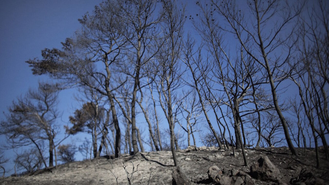 This pictures shows the charred and desolated landscape after a raging fire ravaged the Carmel forest close to Kibbutz Beit Oren, near the northern Israeli city of Haifa, on December 3, 2010 as thousands of Israeli firemen and rescuers fight to control a massive forest fire that has already killed 41, as global help poured in to battle the biggest inferno in the country's history. AFP PHOTO/MARCO LONGARI (Photo credit should read MARCO LONGARI/AFP/Getty Images)