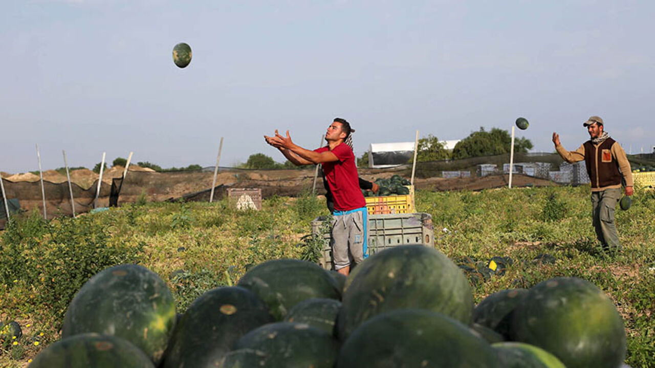 Palestinians collect watermelons at a farm in Rafah in the southern Gaza Strip May 12, 2015. 
REUTERS/Ibraheem Abu Mustafa







 - RTX1CMR2