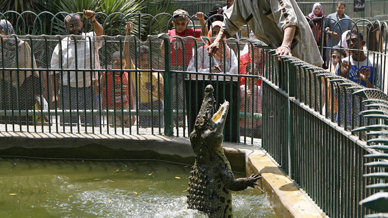TO GO WITH AFP STORY BY ALAIN NAVARRO: An Egyptian zookeeper feeds a Nile crocodile at Giza zoo in Cairo 14 August 2007. A sudden influx of hundreds of baby crocodiles seized while being smuggled out of Cairo airport has left the zoo struggling to deal with the tiny but rapidly growing reptiles. They were brought here after customs officials found them, along with snakes and chameleons, in the luggage of a young Saudi man who said they were destined for a Saudi "scientific institute". AFP PHOTO/KHALED DESOU