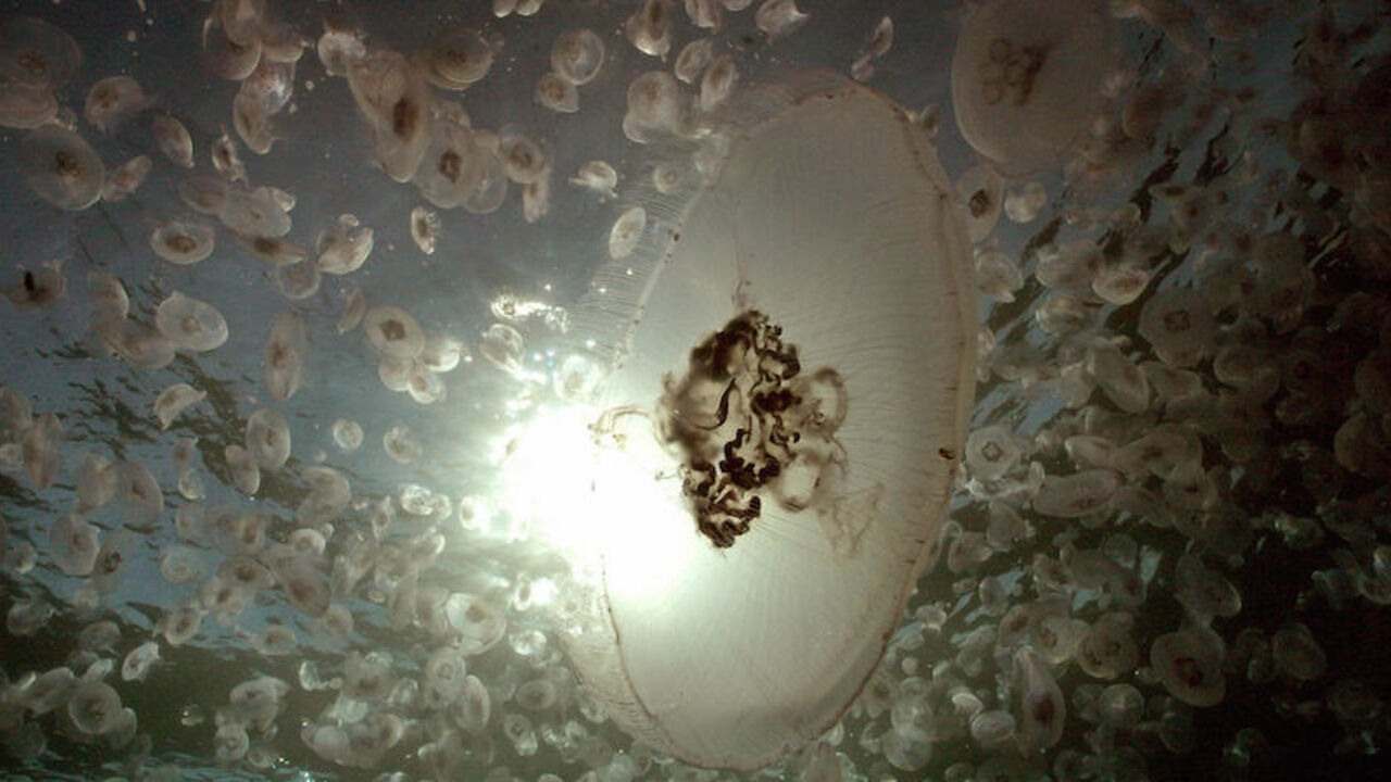 Sharm El-Sheikh, EGYPT:  Thousands of jellyfish, ( Aurelia Aurita ), float at the surface in Ras Um Sid diving point of Ras Mohammed pretection area near Sharm el-Sheikh in Egypt, 08 July 2005. Jellyfish are among the least loved creatures of the sea due to the strong stinging power of some species. Really they are beautiful and fragile beings with a sophisticated system for catching their food. Jellyfish drift with the current or move slowly rhythmically contracting their umbrella, trailing long fine filam