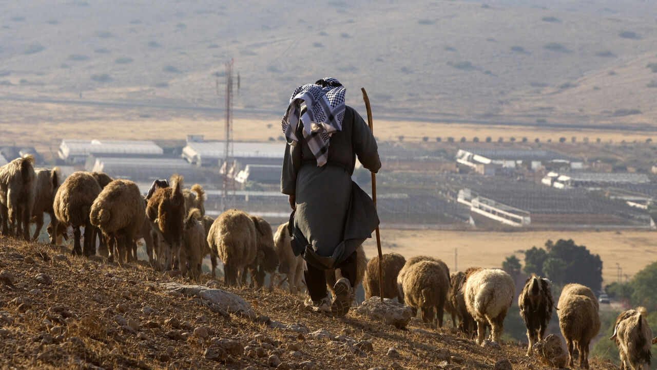 A Palestinian from the herding community of Al Hadidya in the Jordan valley herds livestock near the Jewish settlement of Roi September 12, 2011.
 REUTERS/Darren Whiteside  (WEST BANK - Tags: SOCIETY ANIMALS) - GM1E79D06M901