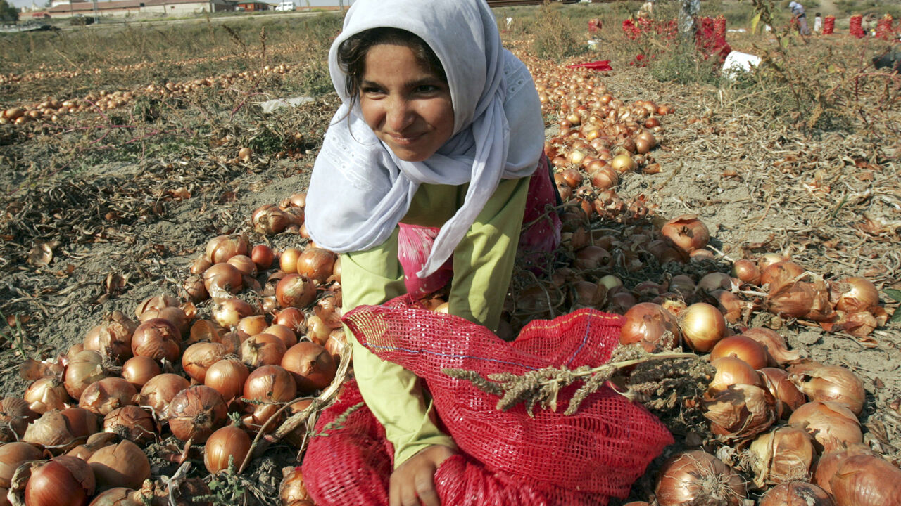 A young migrant worker collects onions during a harvest in Omerlerkoy village, 20 km (12 miles) southwest of Ankara, August 17, 2006. Settlements of plastic tents supported by wooden poles sprout up across the Turkish countryside during the harvest months, when an estimated 6 million workers travel long distances to work on commercial farms. Picture taken August 17, 2006. To match feature TURKEY-MIGRANTS  REUTERS/Umit Bektas (TURKEY) - GM1DTVAITJAA