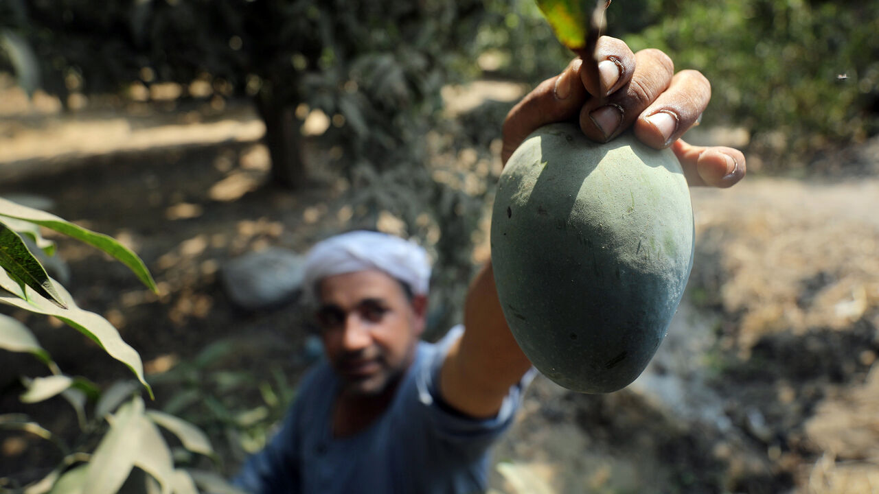 A farmer harvests mangoes at a field in Al-Giza, on the outskirts of Cairo, Egypt August 27, 2018. REUTERS/Mohamed Abd El Ghany - RC1D6640EA20