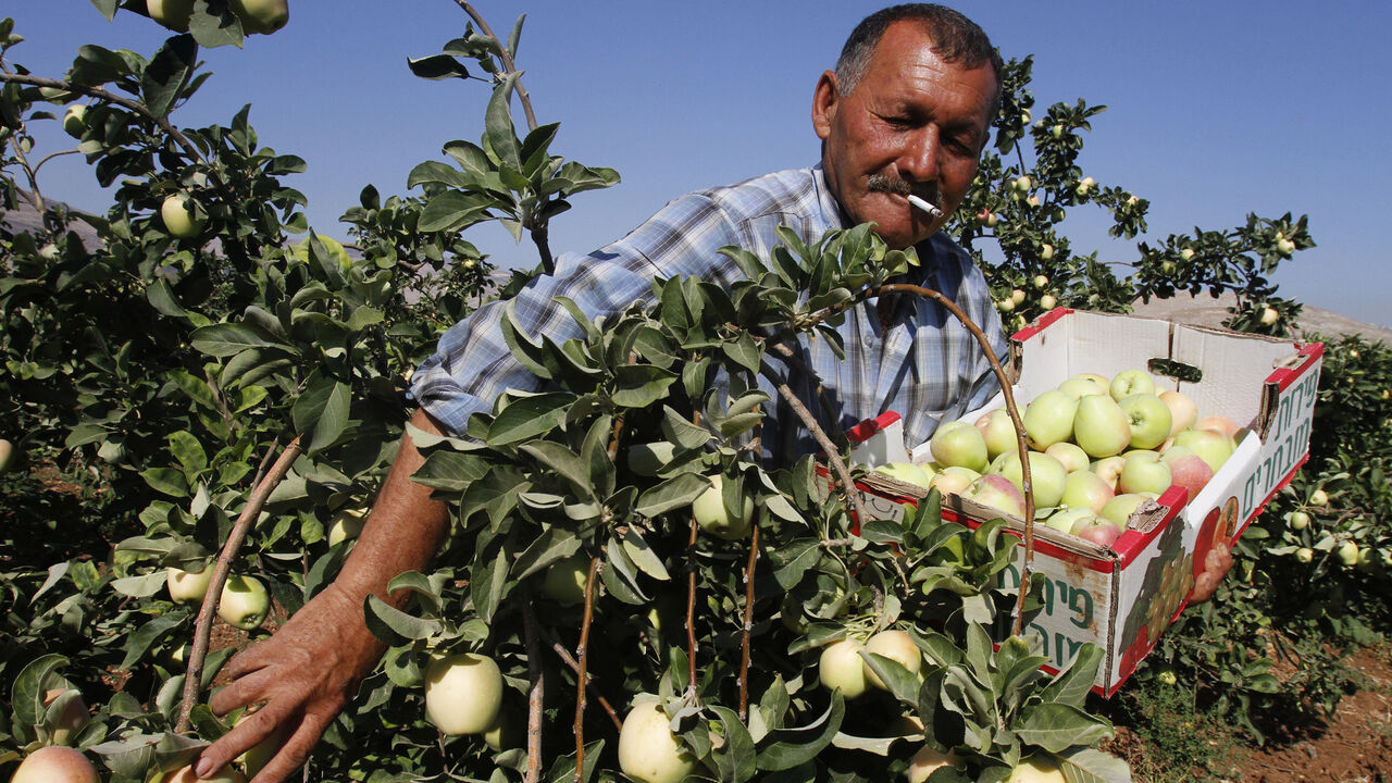 A Palestinian labourer smokes a cigarette as he picks apples during a harvest in a field in the West Bank village of al-Faraa, near Nablus June 24, 2013. REUTERS/Abed Omar Qusini (WEST BANK - Tags: SOCIETY AGRICULTURE BUSINESS) - GM1E96O1MHM01