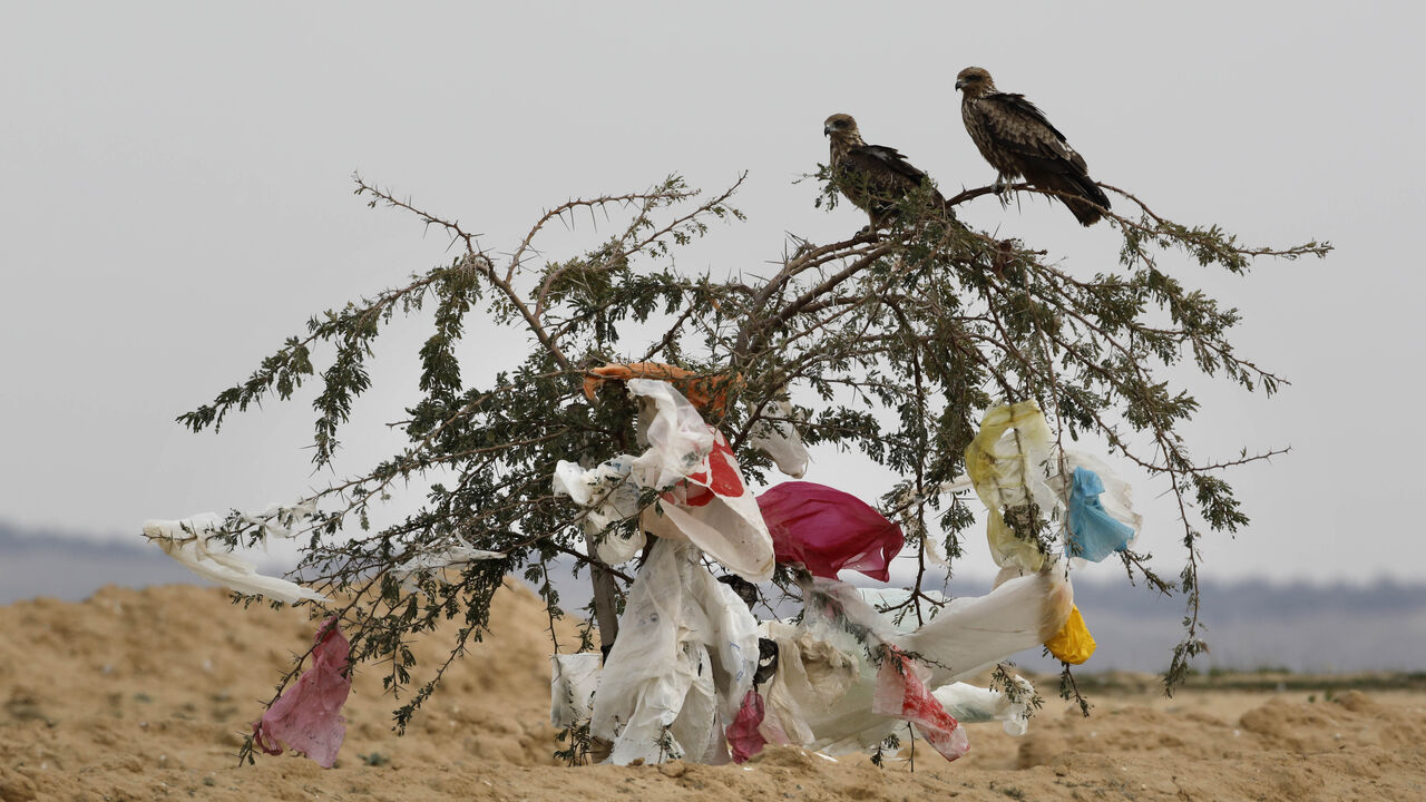 Black kites sit on a tree with plastic bags clinged to it after a storm near the Dudaim dump in Israels Negev desert near the Bedouin city Rahat on January 20, 2019. - Israelis use approximately 2.7 billion plastic bags a year, which constitute 25 percent of the countrys trash volume. Since 2017 supermarkets charge a small price for the bags, following legislation aimed at diminishing their excessive use. (Photo by MENAHEM KAHANA / AFP)        (Photo credit should read MENAHEM KAHANA/AFP via Getty Images)