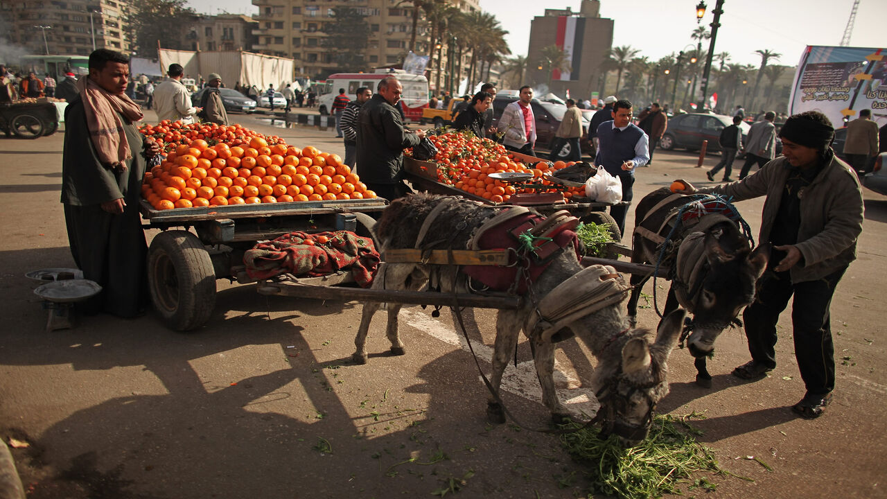 CAIRO, EGYPT - JANUARY 26: Men sell oranges from their donkey carts inTahrir Square on January 26, 2012 in Cairo, Egypt. Tens of thousands of Egyptian people gathered yesterday to celebrate the anniversary of the start of the uprising which ended President Hosni Mubaraks rule.  (Photo by Jeff J Mitchell/Getty Images)