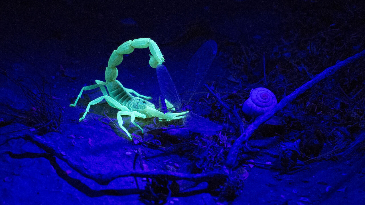 NEGEV DESERT, ISRAEL - AUGUST 05: (ISRAEL OUT) A Yellow Scorpion eats his prey as it glows in the dark on August 5, 2013 near Sde Boker in the Negev Desert, Israel. The Negev is second on a list of the world's top ten regional travel destinations for 2013.  (Photo by Uriel Sinai/Getty Images)