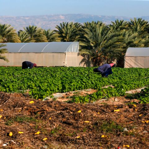 A general view taken on March 3, 2020, shows Palestinian farmers working in an agricultural field.