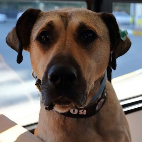 Turks Demand Protection After Woman Killed With Sword Al Monitor The Pulse Of The Middle East Turks Demand Protection After Woman Killed With Sword Al Monitor The Pulse Of The Middle East