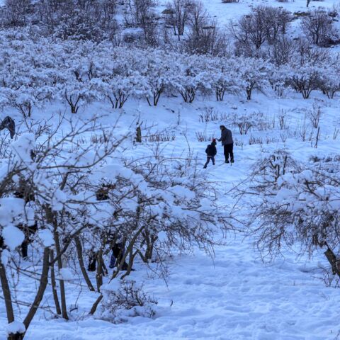 Iraqis play at the snow-covered Safin Mountain on Jan. 18, 2022, near the city of Erbil, the capital of Iraq's northern Kurdish autonomous region.
