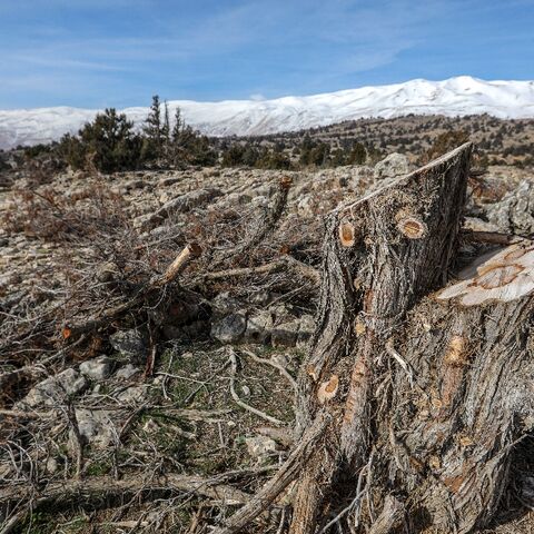 The trunk of a felled juniper tree is seen near the Lebanese village of Barqa