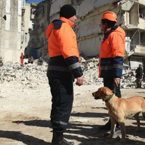 Armenian rescuers use a dog in search in rescue operations after the earthquake in Aleppo, Syria, February 2023.