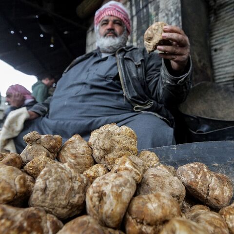 Between February and April, hundreds of impoverished Syrians search for valuble truffles in Syria: here a merchant presents desert truffles in Hama in March 6, 2023
