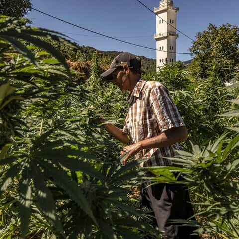 A farmer inspects plants in a cannabis field in the village of Azila in Morocco's Ketama region at the foot of the marginalised and underdeveloped mountainous region of Rif on September 16, 2022. - High in the hills of northern Morocco, vast cannabis fields are ready for harvest, but farmers complain that a government plan to market the crop legally is a slow burner. The marginalised region has long been a major source of illicit hashish smuggled to Europe while Moroccan authorities, wary of social unrest, 