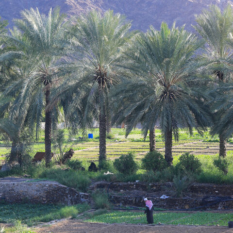 A man works in a vegetable field in Fujairah on November 28, 2023. (Photo by Karim SAHIB / AFP) (Photo by KARIM SAHIB/AFP via Getty Images)